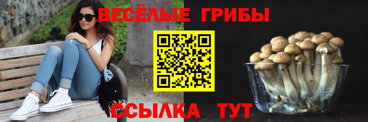 Псилоцибиновые грибы GOLDEN TEACHER Богданович